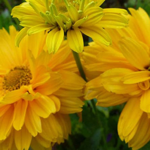 3 Héliopside fausse hélianthe Summer Sun - Willemse