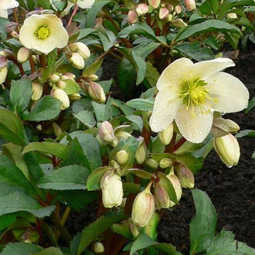 Hellébore hybride Candy Love Helleborus x nigercors Candy Love - Willemse