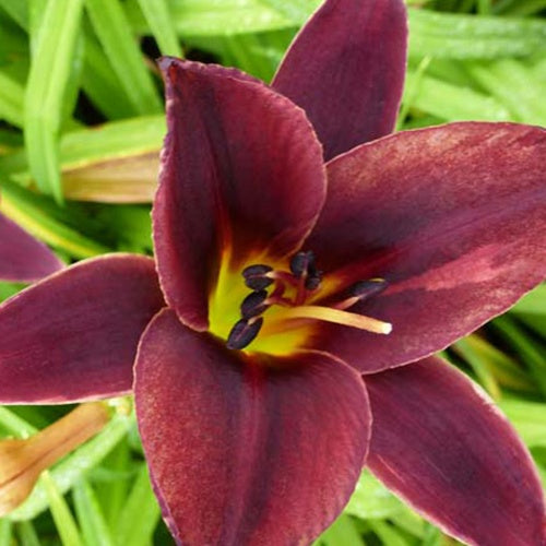 Hémérocalle Chocolate Candy Lys d'un jour - Willemse