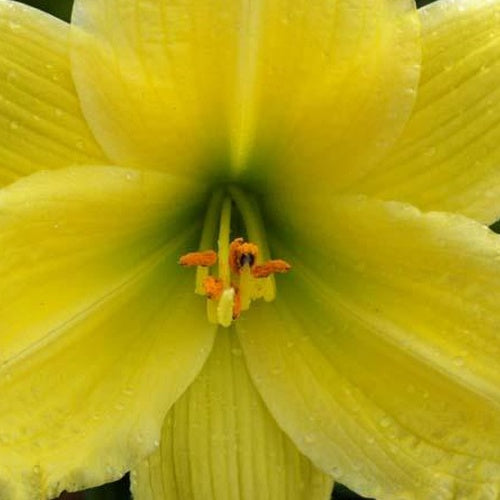 Hémérocalle Green Flutter - Willemse