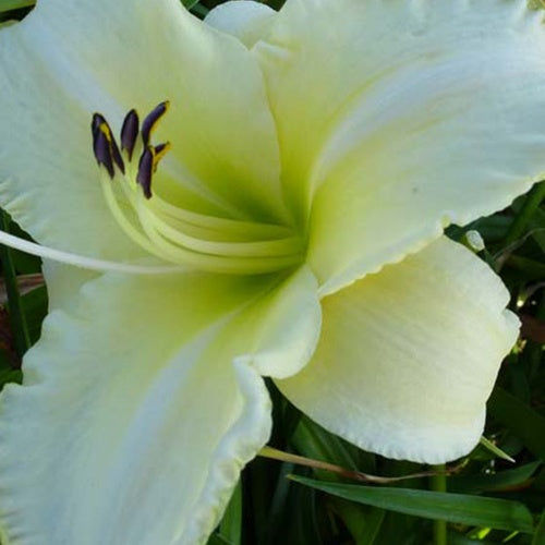 Hémérocalle Hazel Monette Lys d'un jour - Willemse