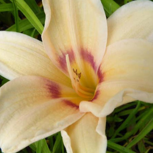 Hémérocalle Lynn Hall Lys d'un jour - Willemse