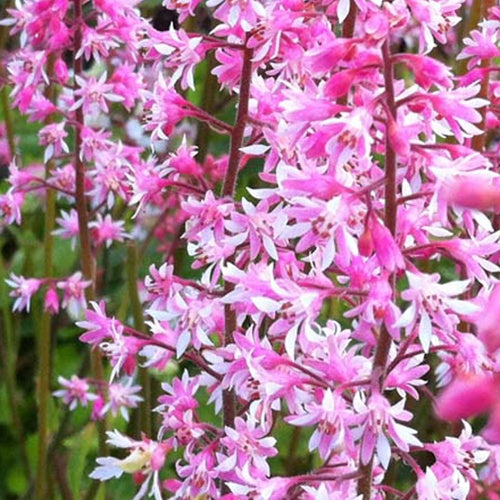 Heucherella alba Bridget Bloom - Willemse