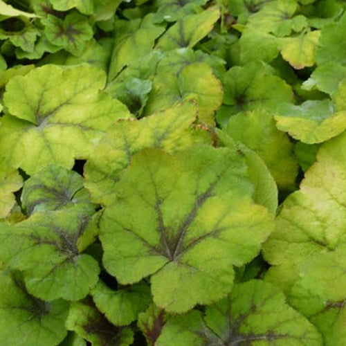 Heucherella Citrus shock - Willemse