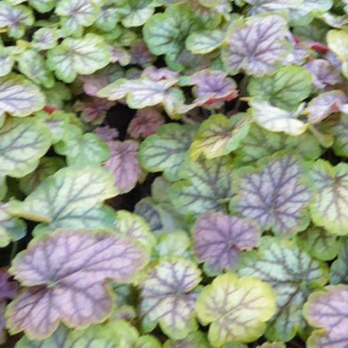 Heuchère Gauguin - Willemse