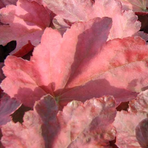 Heuchère Autumn Leaves - Willemse