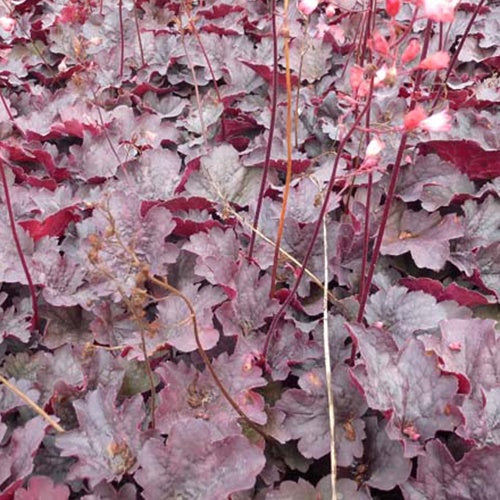 Heuchère Bella Notte - Willemse