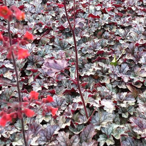 Heuchère Cinnabar Silver - Willemse