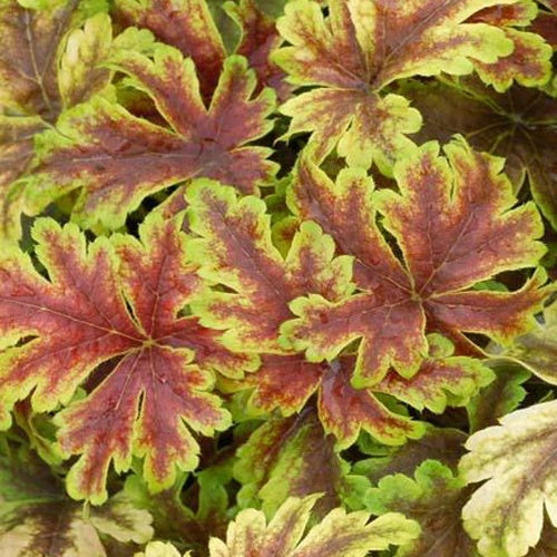 Heucherella Golden Zebra - Willemse