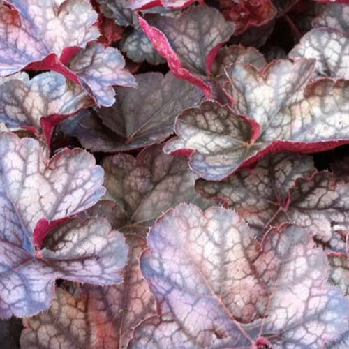 Heuchère Regina - Willemse