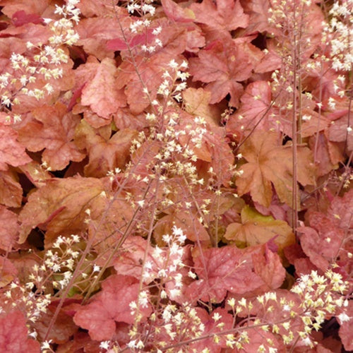 Heucherella Redstone Falls - Willemse
