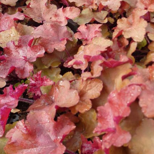 Heuchère Red Sea - Willemse