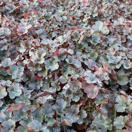 Heuchère Petite Pearl Fairy - Willemse