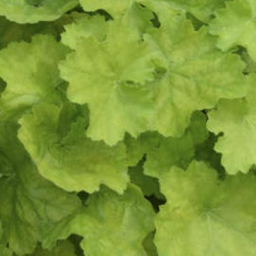 Heuchère Pretty Pistachio - Willemse