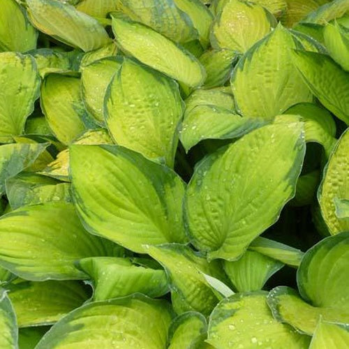 Hosta Gold Standard Funkia - Willemse