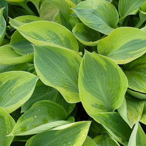 Hosta Alex Summers Funkia - Willemse