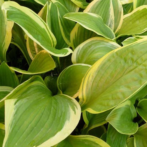 Hosta Bill Brinka Funkia - Willemse