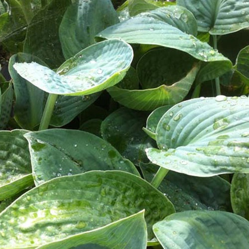 Hosta Big Chance Funkia - Willemse