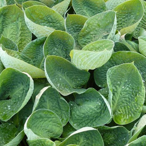 Hosta Black Hills Funkia - Willemse