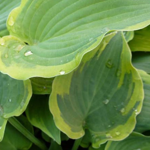 Hosta Bold Out Of the Blue - Willemse