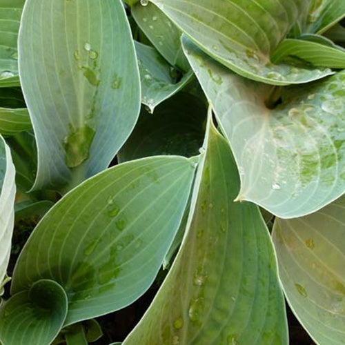 Hosta Brother Ronald Funkia - Willemse