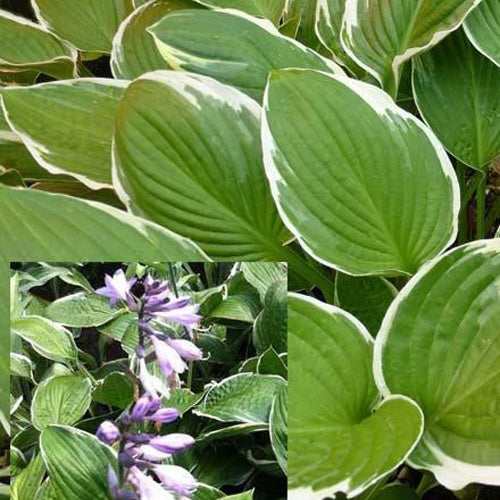 Hosta Carol Funkia - Willemse