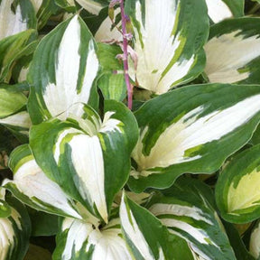 Hosta Christmas Candy Funkia - Willemse