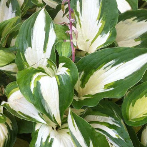 Hosta Christmas Candy Funkia - Willemse