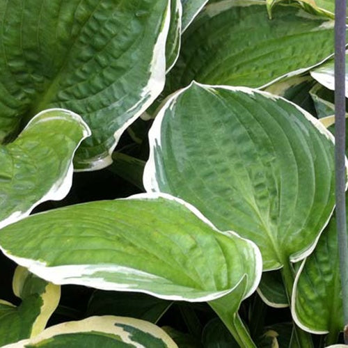Hosta Christmas Candy Funkia - Hosta christmas candy - Willemse