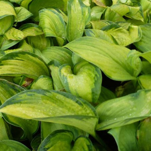 Hosta Color glory Funkia - Willemse