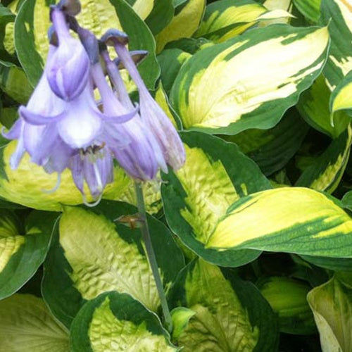 Hosta Captain Kirk Funkia - Willemse