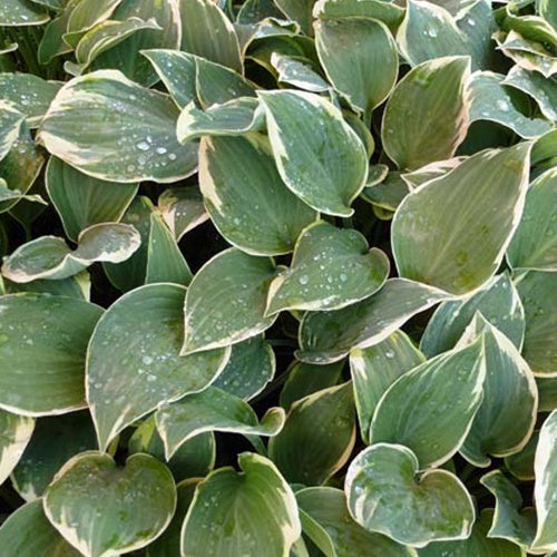 Hosta Chantilly Lace Funkia - Willemse