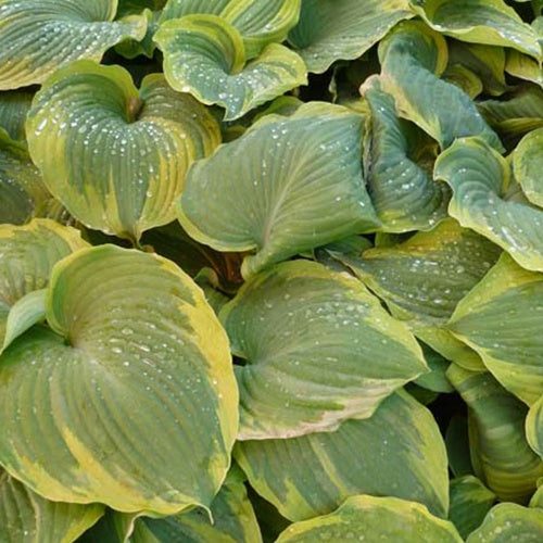 Hosta Earth Angel Funkia - Willemse