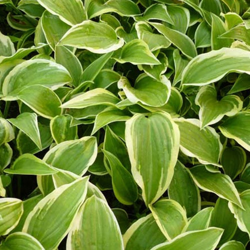 Hosta Emily Dickinson Funkia - Willemse