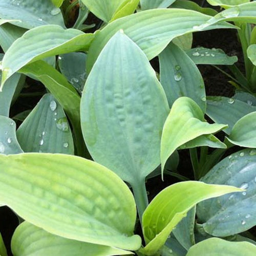 Hosta Fragrant Blue Funkia - Willemse