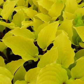 Hosta Fire Island Funkia - Hosta hybride fire island - Willemse