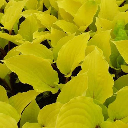 Hosta Fire Island Funkia - Hosta hybride fire island - Willemse