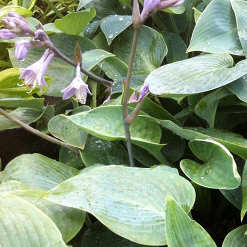 Hosta Grey Beauty Funkia - Willemse