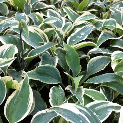 Hosta Great Escape - Willemse