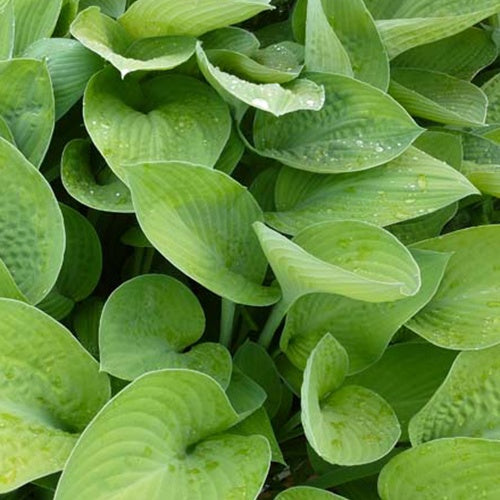 Hosta Gold Regal Funkia - Willemse