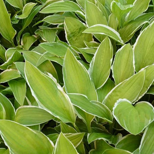 Hosta Herifu Funkia - Willemse