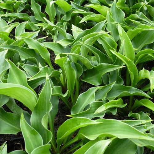 Hosta Harry Van Trier Funkia - Willemse