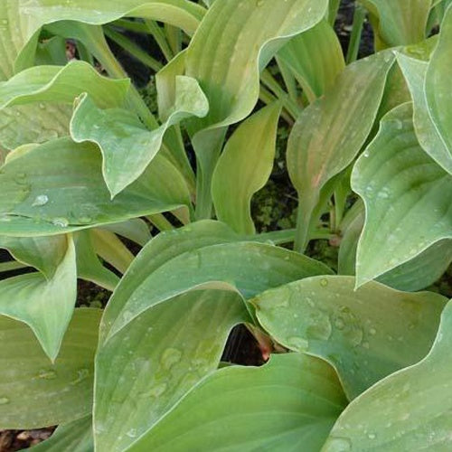 Hosta Krossa Regal Funkia - Willemse