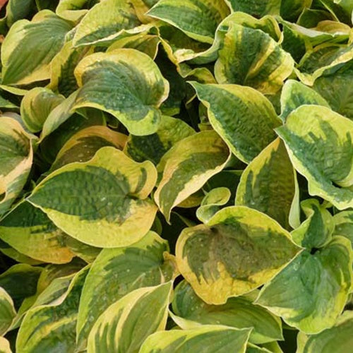 Hosta Honeysong Funkia - Willemse