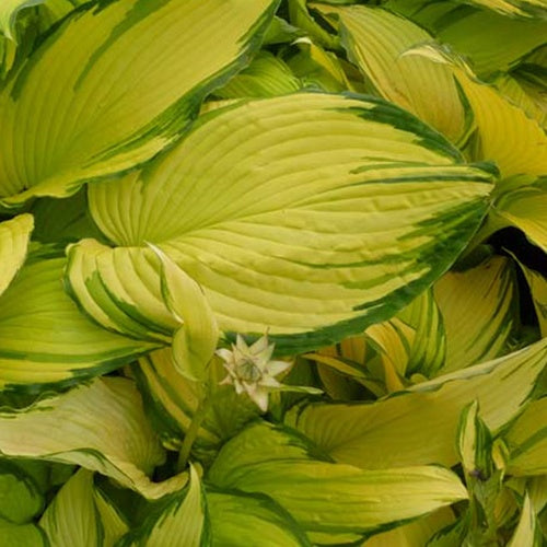 Hosta On Stage Funkia - Willemse