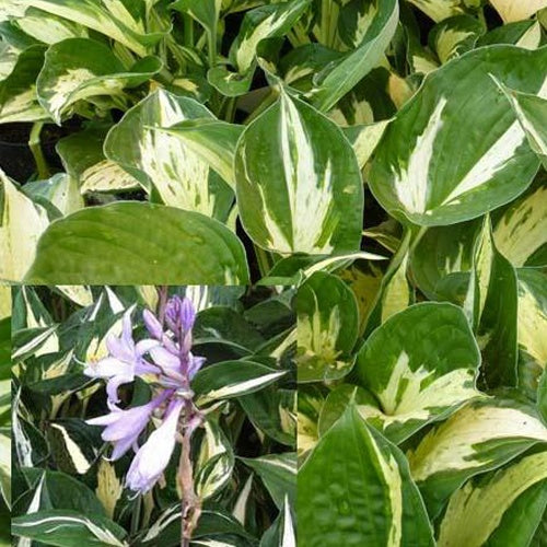 Hosta Revolution Funkia - Willemse