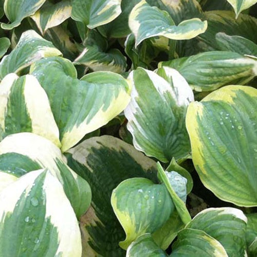 Hosta Robert Frost Funkia - Willemse