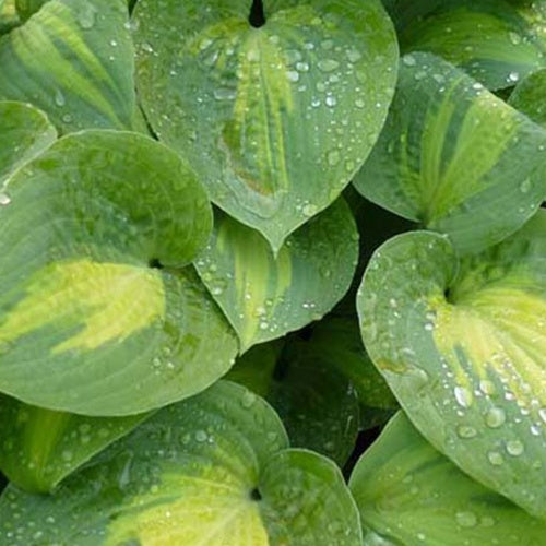 Hosta Saint Paul - Willemse