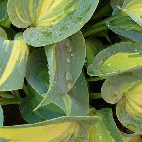 Hosta Touch of Class Funkia - Willemse