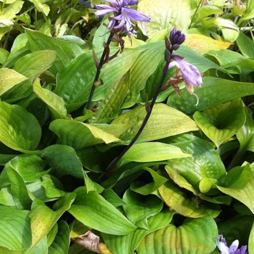 Hosta Little Black Scape Funkia - Willemse